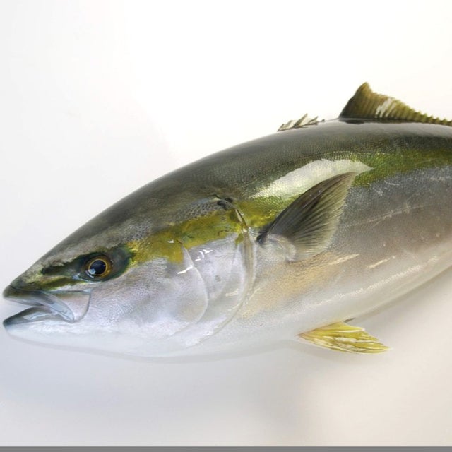 Import Japanese Wild Fish | Yokose Seafood