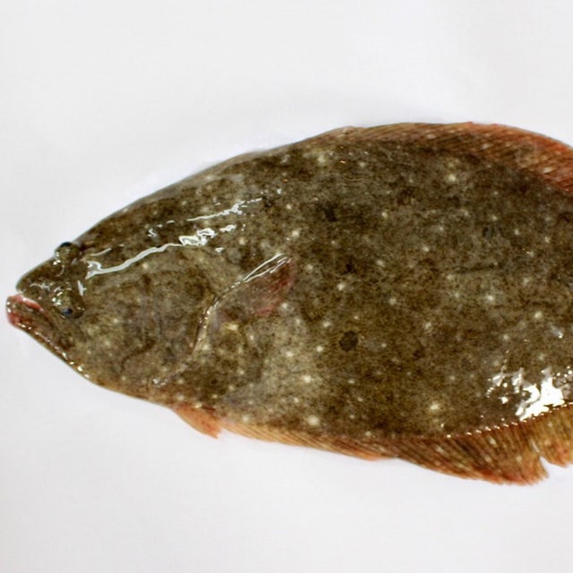 Import Japanese Wild Fish | Yokose Seafood