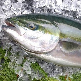 Import Japanese Wild Fish | Yokose Seafood