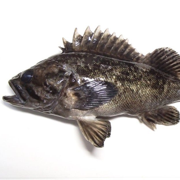 Import Japanese Wild Fish | Yokose Seafood